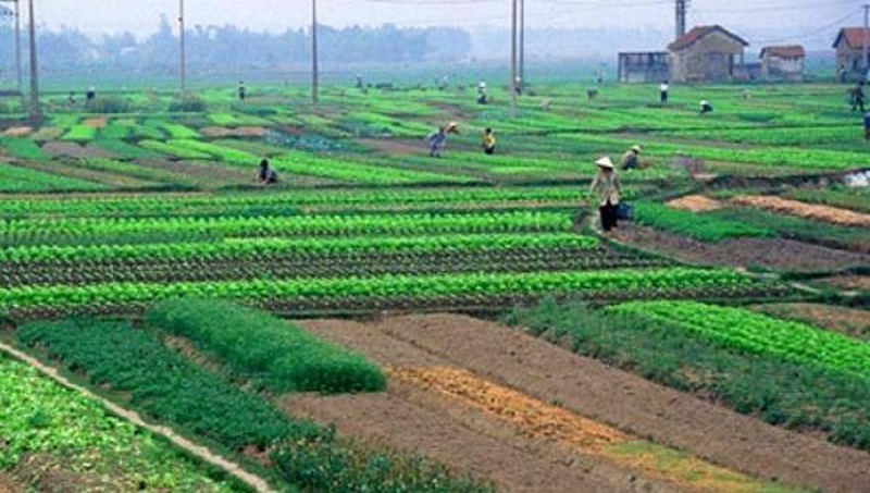 Đất công ích 5% được sử dụng cho mục đích nông nghiệp