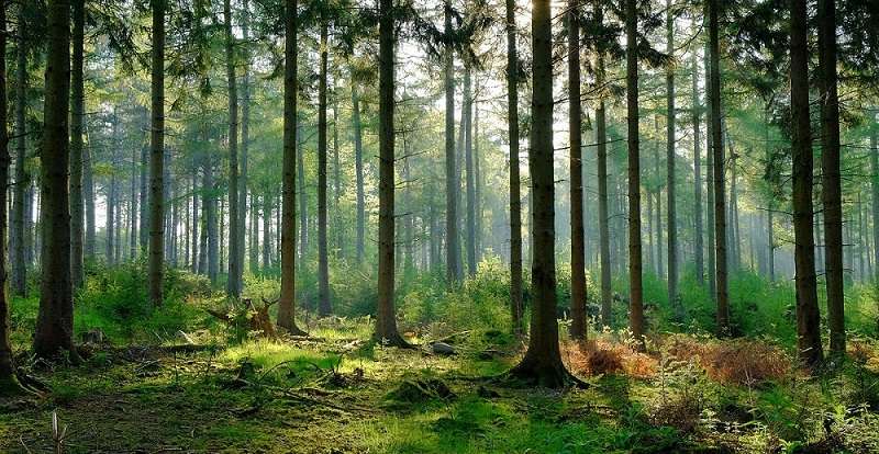 Đất rừng phòng hộ được bảo vệ, cấm khai thác